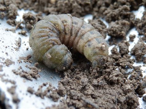 Wildlife on our allotment: Large Yellow Underwing Moth Larva