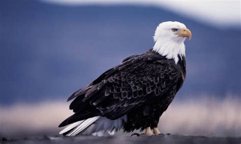 Bald Eagle Facts For Kids – Bald Eagle Habitat & Behavior