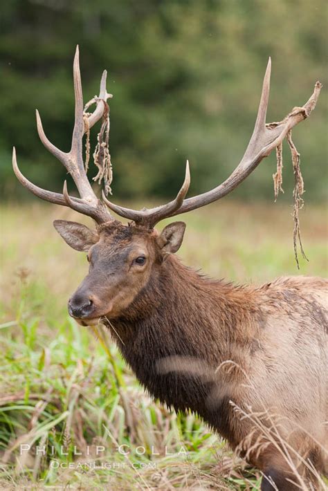 Roosevelt Elk Photo, Stock Photograph of a Roosevelt Elk, Cervus ...