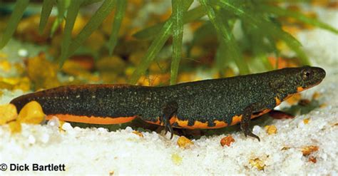 Breeding Chinese Fire-Bellied Newts - Reptiles Magazine