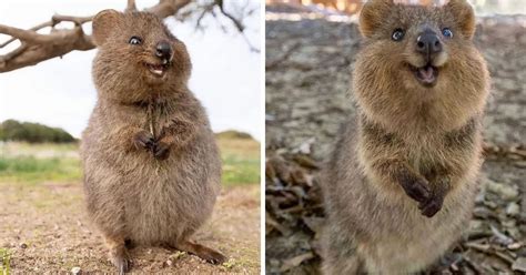 Meet Quokkas – The Happiest Animals on Earth