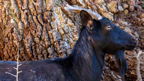 Black Bengal Goat: Characteristics, Feeding & Health