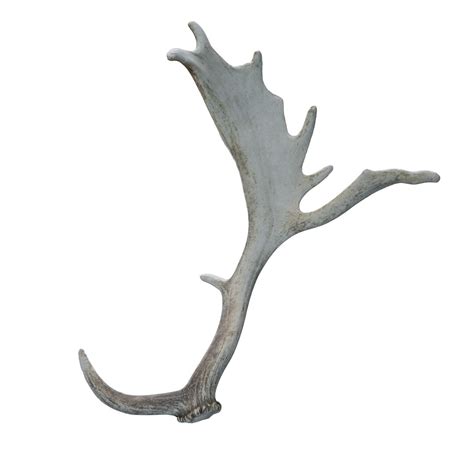 Fallow deer antlers 8 – BlenderBoom