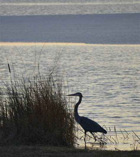 Back Bay National Wildlife Refuge, a Virginia National Wildlife Refuge located near Chesapeake ...