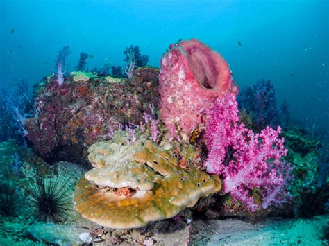 Beauty And Variety Of Coral Reefs Under The Beautiful Sea Stock Photo ...