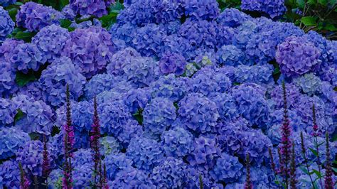 Blue Hydrangea Background