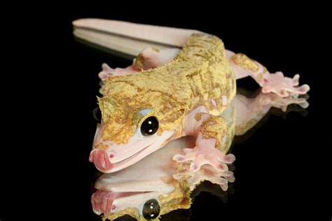 Patient Zero. The world's best hope for a genetic oddity in the crested gecko world. | Crested ...