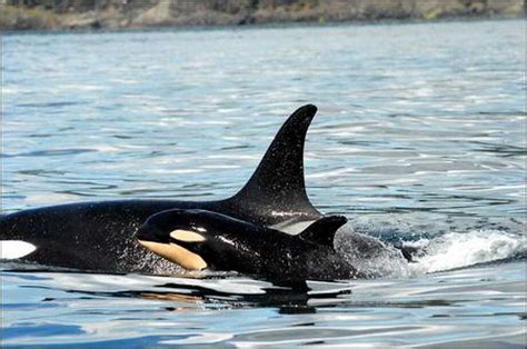 Scientists confirm birth of baby orca - seattlepi.com