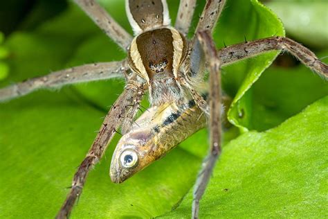 Fishing Spiders: Riders of the Swamp | RoundGlass | Sustain