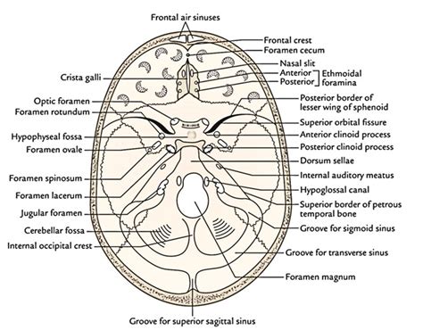 Floor Of Cranium Bones | Viewfloor.co