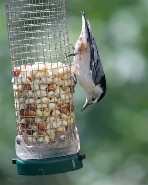 Bird Eating Fish · Free Stock Photo