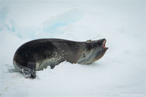 MIMMP sealers studying Ross seals in Antarctica — Marion Island Marine ...