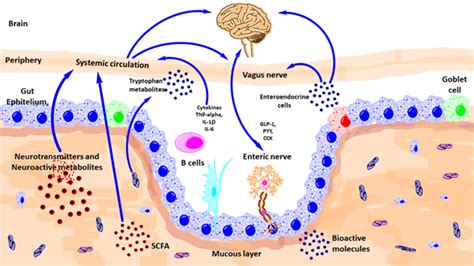 Gut-Brain-Microbiota Axis | Encyclopedia MDPI