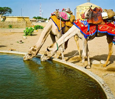 Thirsty Camel Drinking Desert Stock Photos, Pictures & Royalty-Free ...