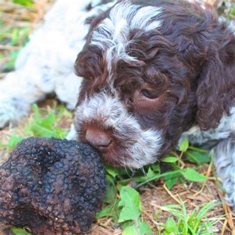 Avviare Cuccioli Lagotto da Tartufo