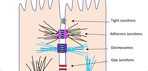 Anchoring junctions | Science online