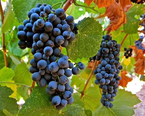 Touriga Nacional: One of Portugal's best appreciated grape varieties ...