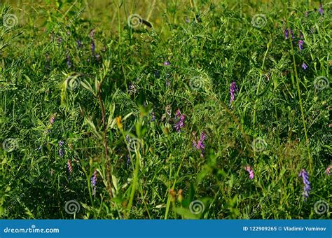 Beautiful Field Steppe Landscape Stock Image - Image of collection ...