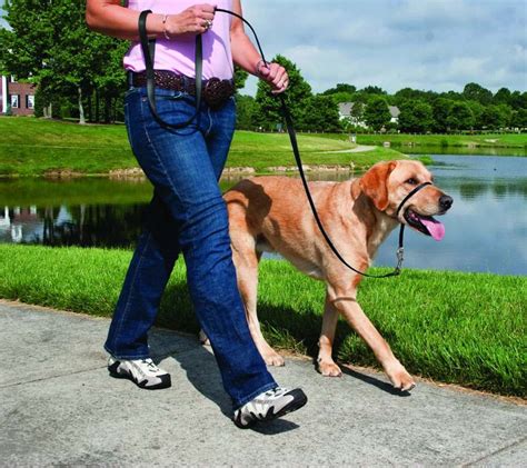 The Best Leashes for Big Dogs -Canine Adoption and Rescue League (C.A.R.L.)