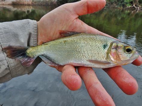 Please add Red-Tailed Brycon, Brycon cephalus | www.roughfish.com