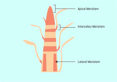 Draw a neat labelled diagram of a plant and mark the following meristems:a Apical meristemb ...