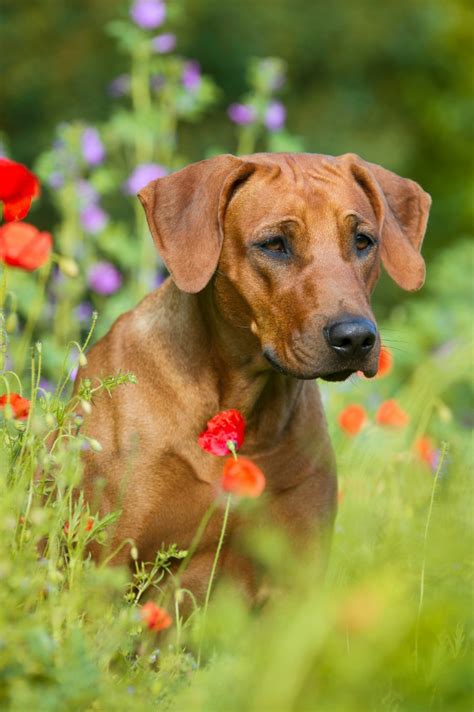 Rhodesian Ridgeback Mix Photos | ThriftyFun