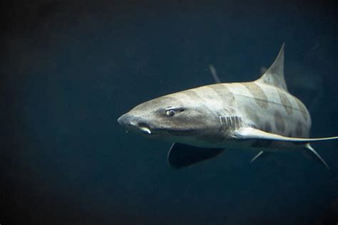 Discover the Oldest Sharks of All Time (One is More than 500 Years Old!) - A-Z Animals