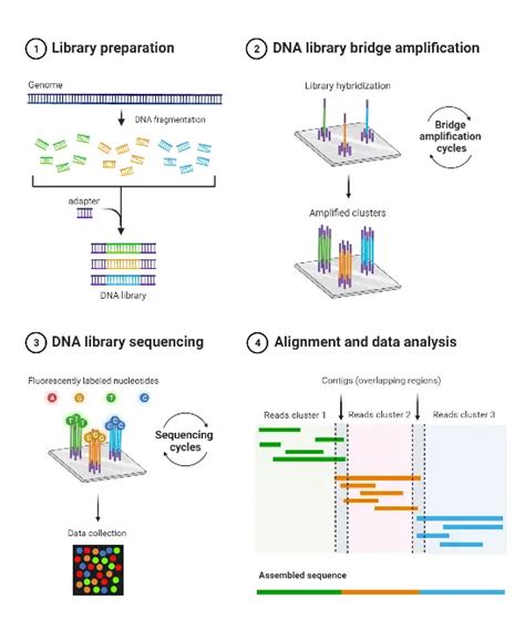 szorongás szórás tál illumina sequencing step by step tulajdonság Suri ...