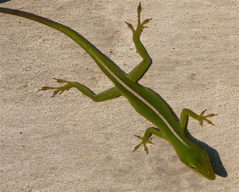 Cuban Green Anole Facts and Pictures