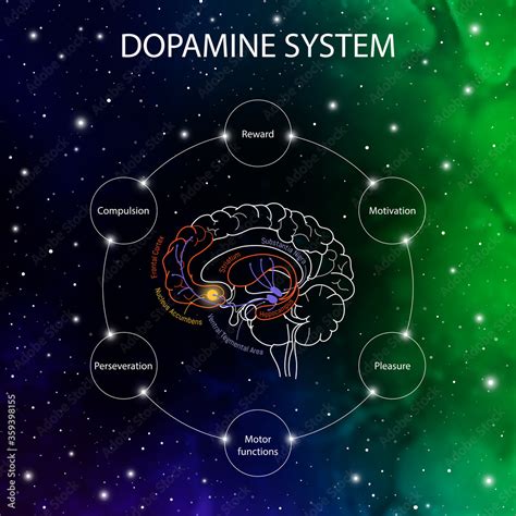 Dopamine pathways in the brain. Dopamine functions. Neuroscience medical infographic. Striatum ...