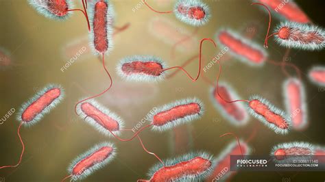 Digital illustration of Legionella pneumophila bacteria, cause of Legionnaires disease ...