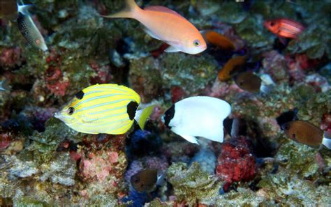 Fish species unique to Hawaii dominate deep coral reefs of the ...