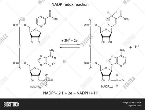 Illustration NADP Vector & Photo (Free Trial) | Bigstock