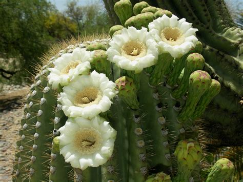 Saguaro Cactus Blossom – OURizona