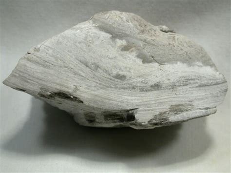 Precambrian Australian Stromatolite