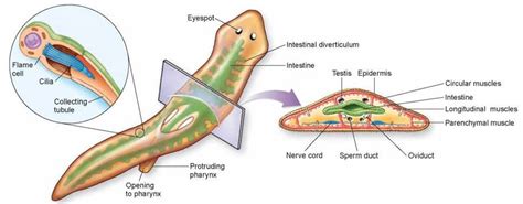 Flatworm Cross Section Diagram