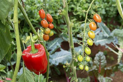 10 Companion Plants to Grow Next To Your Tomatoes