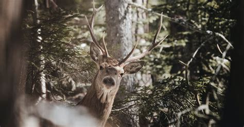 Forest Animals in Swedish Quiz - By punaposkibulbuli