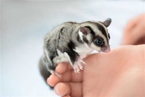 Sugar Glider Care Guide | Long Island Exotic Pet Vet