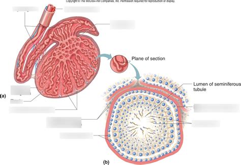 Sagittal Testis and Cross Section of Seminiferous Tubule Diagram | Quizlet