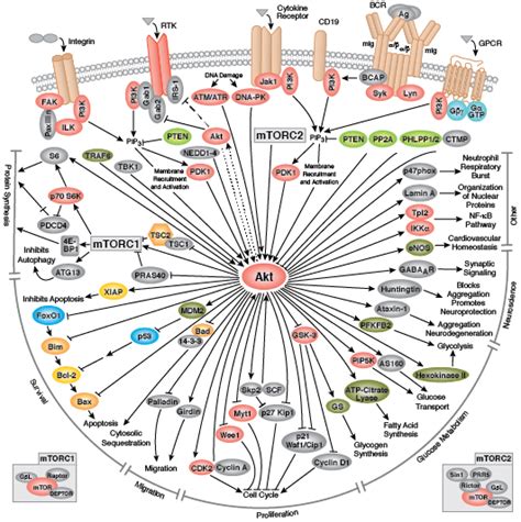 Cell Signaling Technology Pathways | CST