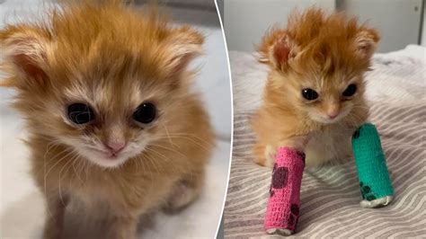 Inspirational kitten Tater Tot dies after charming thousands of fans worldwide | Fox News