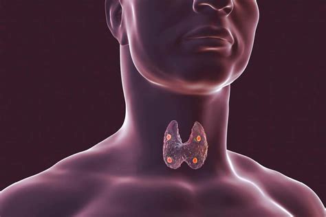 Thyroid Gland And Parathyroid Gland Diagram