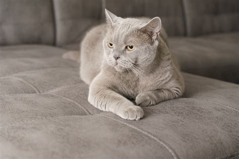 150 Awesome Gray Cat Names | Great Pet Care