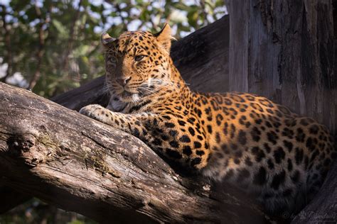 Leopard | A picture from a leopard. | Cloudtail the Snow Leopard | Flickr