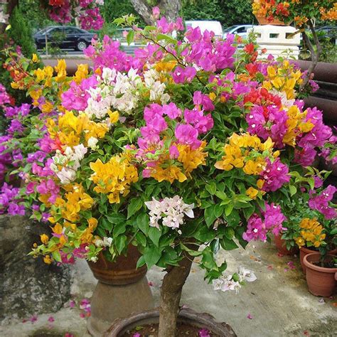 Other Seeds & Bulbs Home & Garden 100 Bougainvillea Flower Seeds Mixed Multi-Color Perennial ...