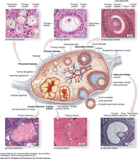 Female Reproductive System The Histology Guide - Riset