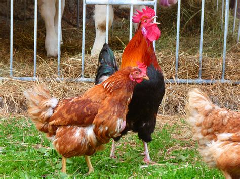 Free Images : bird, farm, animal, beak, colorful, chicken, fauna, crow, rooster, poultry, hen ...