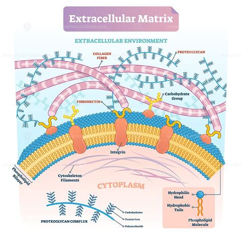 Extracellular matrix labeled infographic vector illustration scheme ...