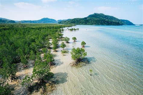 Iriomote Island of the Yeayama Islands, Okinawa, Japan Small Wild Cats, Man Made Island, Nature ...